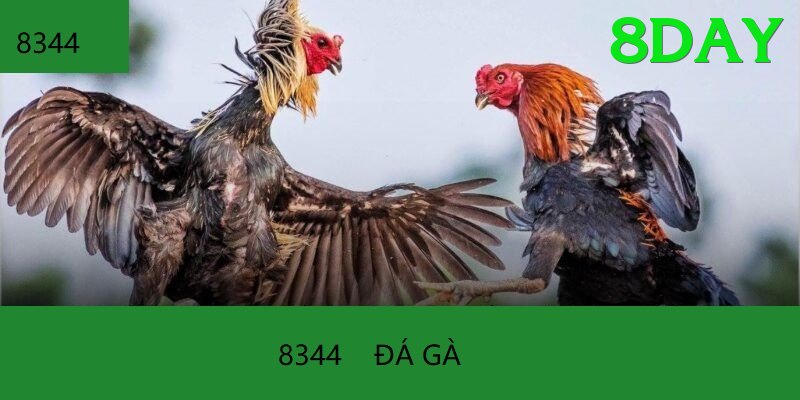 Đá Gà Trực Tiếp - Trải nghiệm tuyệt vời - Game mới